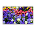 UNIVIEW 43" LED MONITOR 4K UHD FOR CCT 24/7 OPERATION VESA HDMI DISPLAY PORT